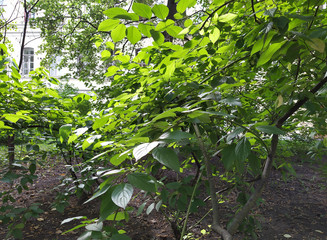 green leaves of a tree in spring