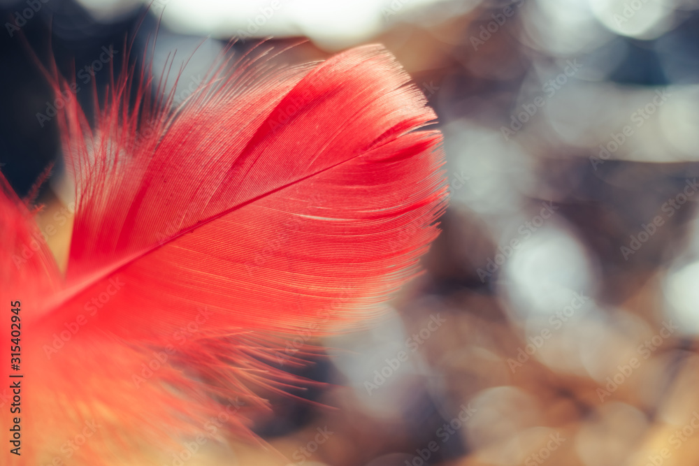Poster Close up Beautiful Red Bird feather on a bokeh.  Pattern background for design texture.