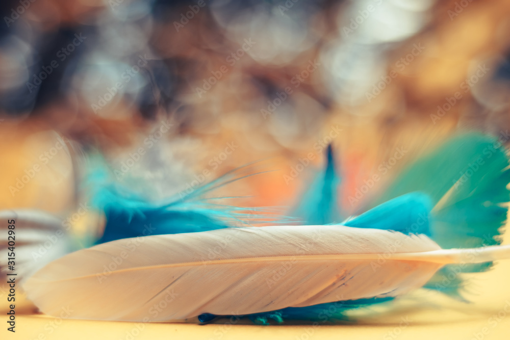 Poster Close up Beautiful multi-colored Bird feather on a bokeh.  Pattern background for design texture.