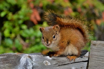 Cute little squirrel with fluffy tail and bead eyes sitting on wooden fence, green background. Picture taken in Rocky mountains in Canada.
