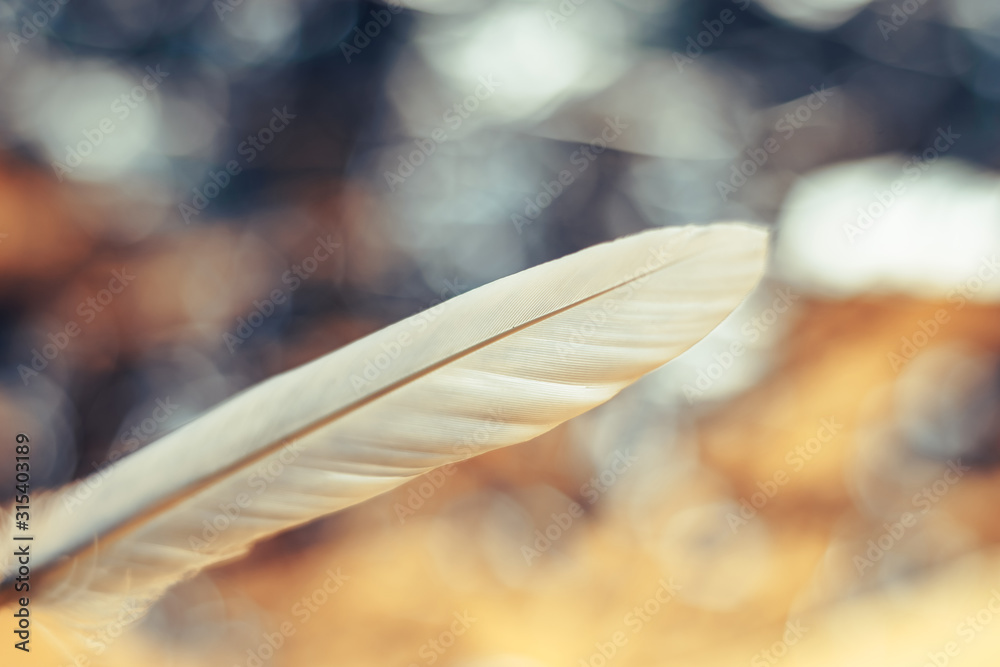Poster Close up Beautiful one Bird feather on a bokeh background.  Pattern background for design texture.  Macro view photography