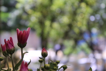 red flowers in garden