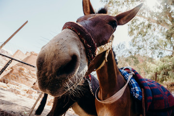 Jordan, desert landscape, ruins of petra, horse and desert, sand, stone, sun, perspective, landscape