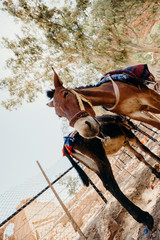 Jordan, desert landscape, ruins of petra, horse and desert, sand, stone, sun, perspective, landscape