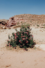 Jordan, desert landscape, ruins of petra, horse and desert, sand, stone, sun, perspective, landscape