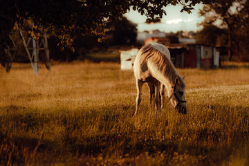Side view of white well-groomed horse on countryside pasture beside green lush tree during daylight