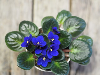 Home flowers. Blue violet with a yellow center in a pot on a background of an ancient wooden background. Wintering.