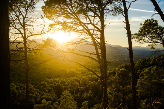 Tall forest trees growing against vivid sundown sky in evening in Alcudia, Spain