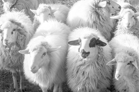 From above black and white group of woolly sheep walking on pasture in nature