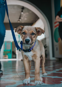 Portrait of serious mixed breed puppy with leash strolling with owner looking at camera