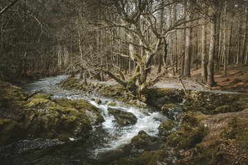 Spring landscape of forest park with small raging river flowing among old trees and stones covered with moss in Northern Ireland