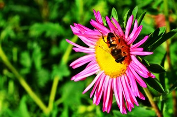 bee on a flower