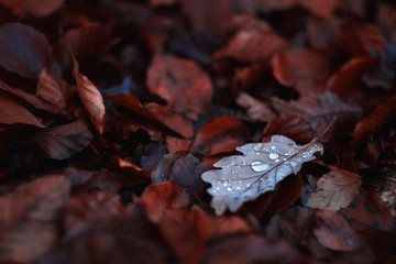 Fallen dry red leaves covering lawn in peaceful autumn park