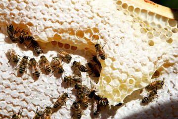 Honey cells with bees, closeup