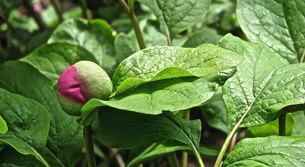 unopened bud of a Caucasian peony among green leaves