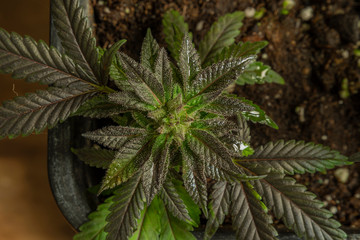 Black French cookies variety of ripened mini marijuana flower from greenhouse