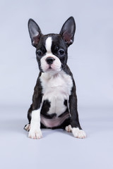 Boston terrier puppy in the studio. So cute small terrier.