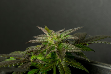 Black French cookies variety of ripened mini marijuana flower from greenhouse