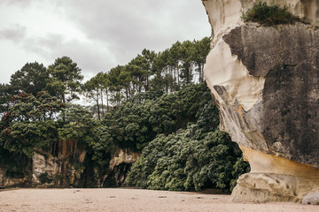 Big green plants and trees on sandy coastline with grey sky on background at Cathedral cove beach in New Zealand