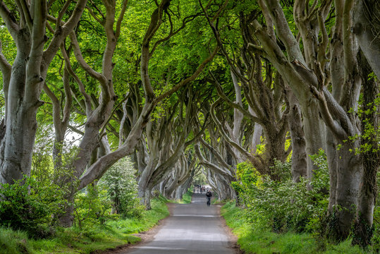 Irland Dark Hedges BAumallee