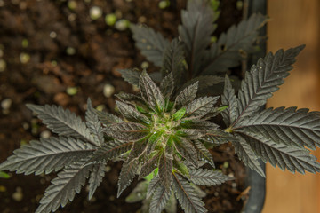 Black French cookies variety of ripened mini marijuana flower from greenhouse