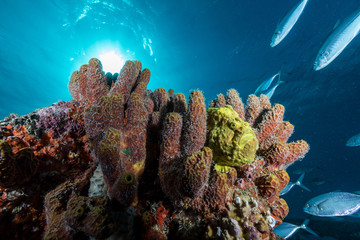 Colorful soft various sponges with tropical fish stream under blue ocean on sunlight