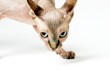 Sphinx cats on the white studio background lokking on the camera