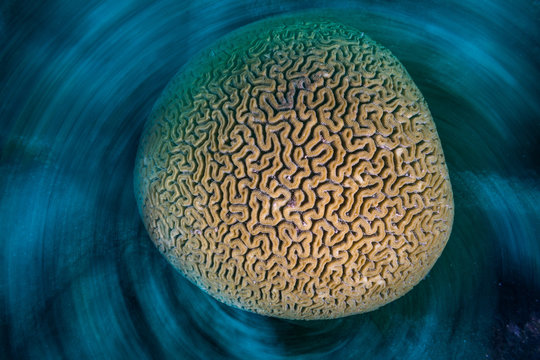 Top view round brain coral of tropical reef with abstract pattern in sea in long exposure