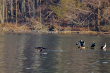 Cormorants fly just above the water