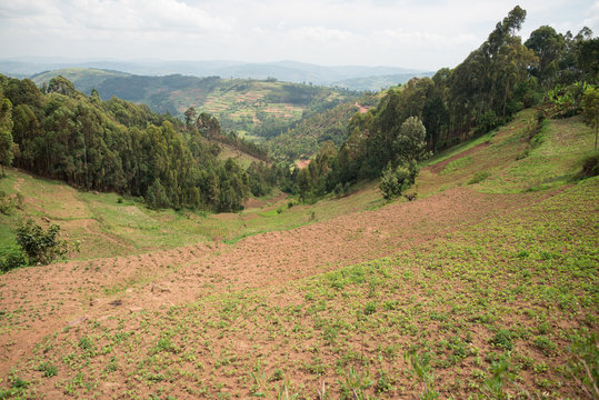 Uganda - November 26, 2016: From above magnificent scenery of countryside with small cultivated fields among hills with green lush grass and dense forests