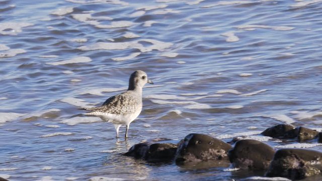 a baby sanderling at the californian shore