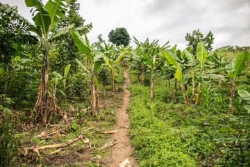Uganda - November, 26 2016: Narrow path going through green plants on banana plantation on overcast day in nature