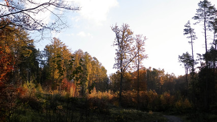 Trees of autumnal forest. Sunny weather.
