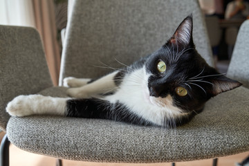 Curious cat with black and white fur and green eyes lying on stylish armchair at home 