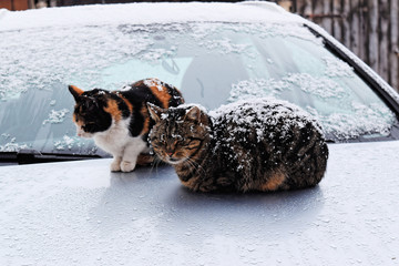 Stray cats in a cold winter snowy day
