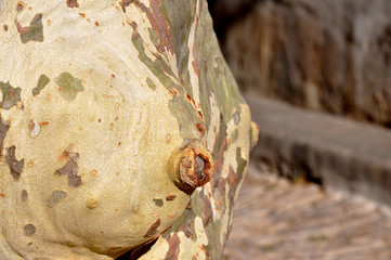  Special shape in the trunk of plane tree in France
