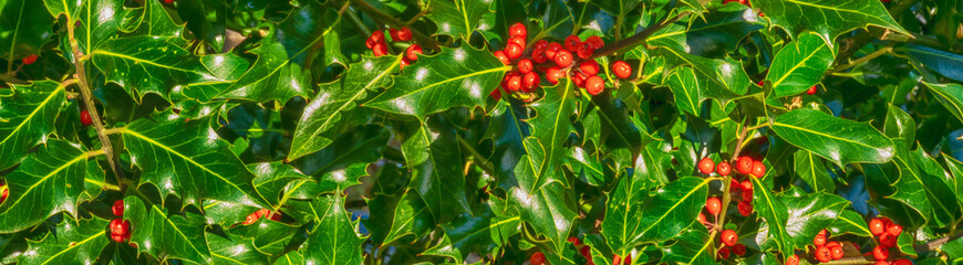 Holly and red berries banner background image