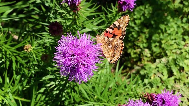 Butterfly feeding on a gayfeather kobold flower. A butterfly Vanessa cardui suck from a bloom of Liatris spicata in the garden, macro view.
