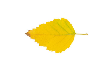 Yellow autumn birch tree leaf cut out on white background.