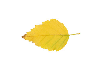 Yellow autumn birch tree leaf cut out on white background.