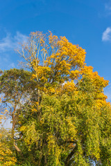 Fototapeta premium Blue Sky And Aitumn Leaves