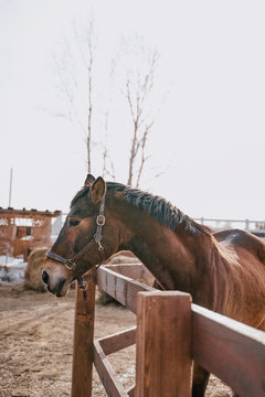 Brown horse in snaffle behind wooden fence
