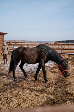 Brown horse in snaffle behind wooden fence