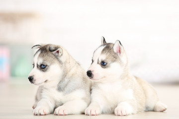 Husky puppies lying in room at home