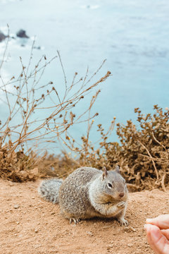 Fluffy adorable gopher eating form hands on crop person on dry seashore in Big Sur