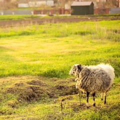 a sheep on a leash grazes in a green sunny meadow.