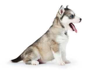 Husky puppy isolated on white background