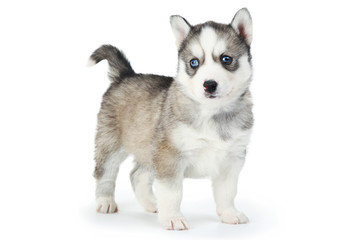 Husky puppy isolated on white background