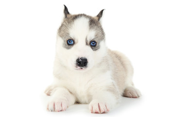 Husky puppy isolated on white background