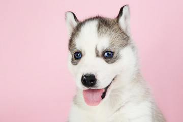 Husky puppy on pink background